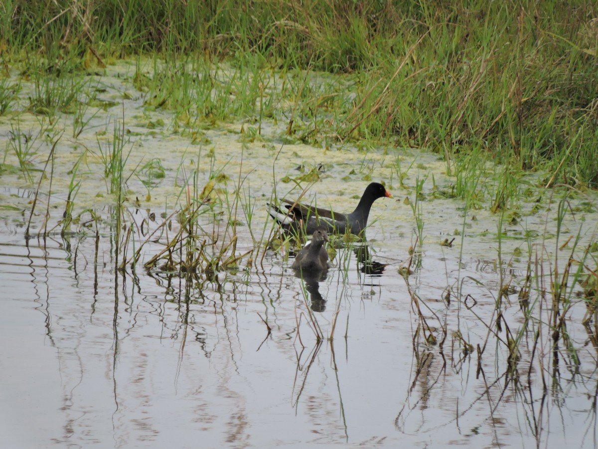 Common Gallinule - Francisco J. Muñoz Nolasco