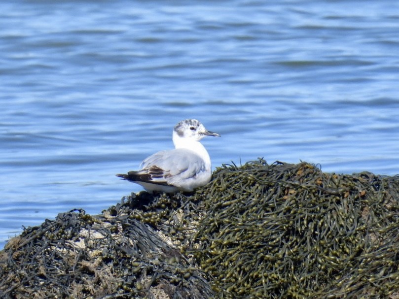 Bonaparte's Gull - Donna Reis