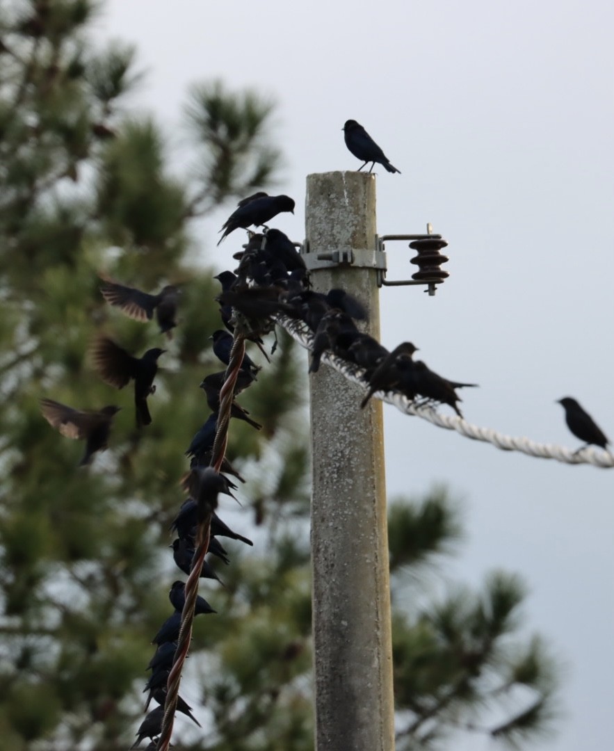 Shiny Cowbird - Janaina Souza