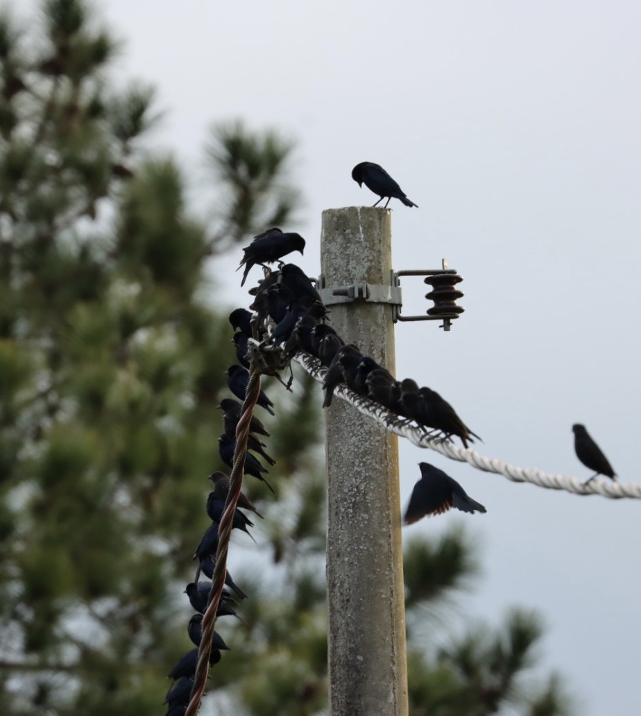 Shiny Cowbird - Janaina Souza