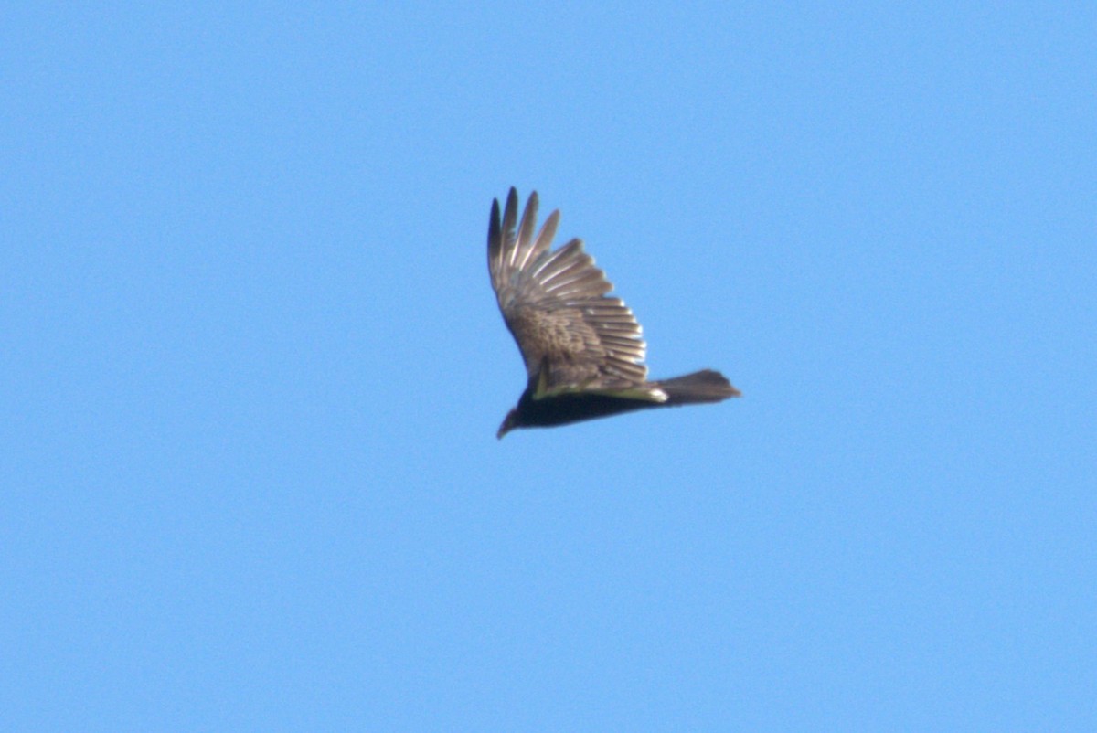 Turkey Vulture - Julie Perry