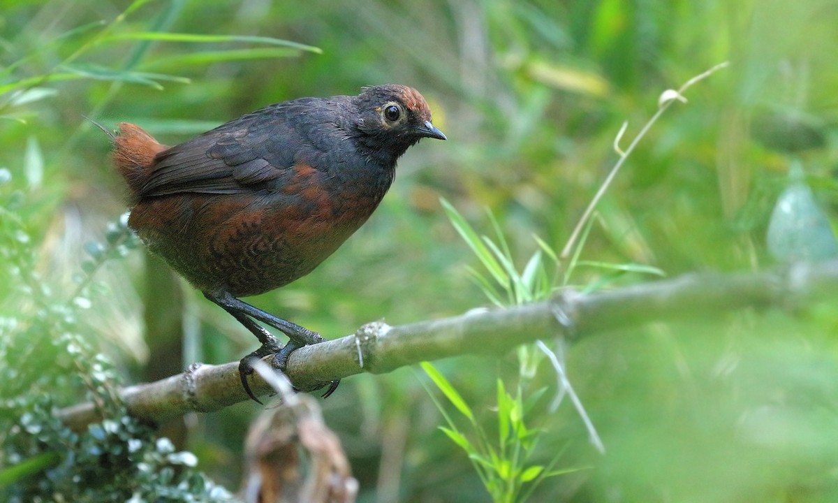 Black-throated Huet-huet - Adrián Braidotti