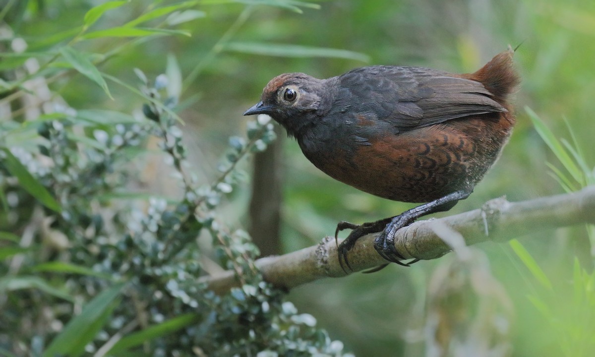 Schwarzkehltapaculo - ML619566254