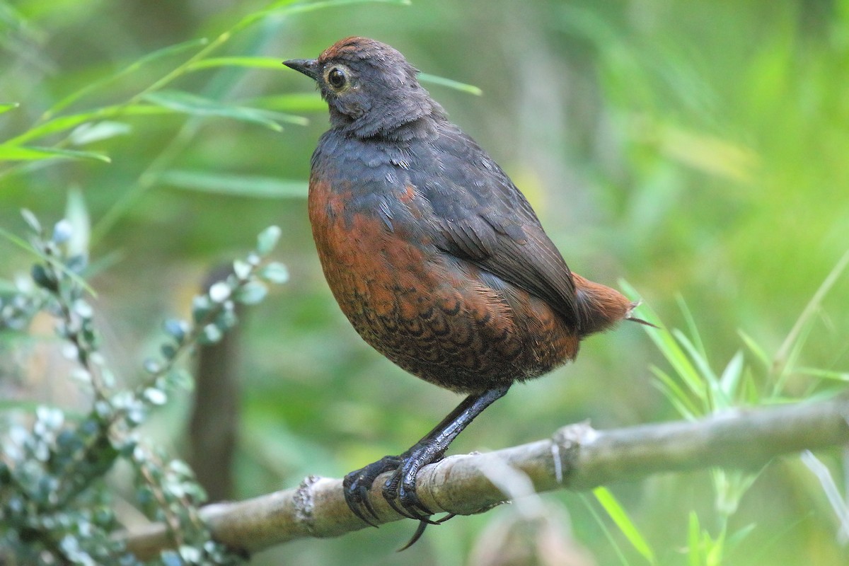 Schwarzkehltapaculo - ML619566255