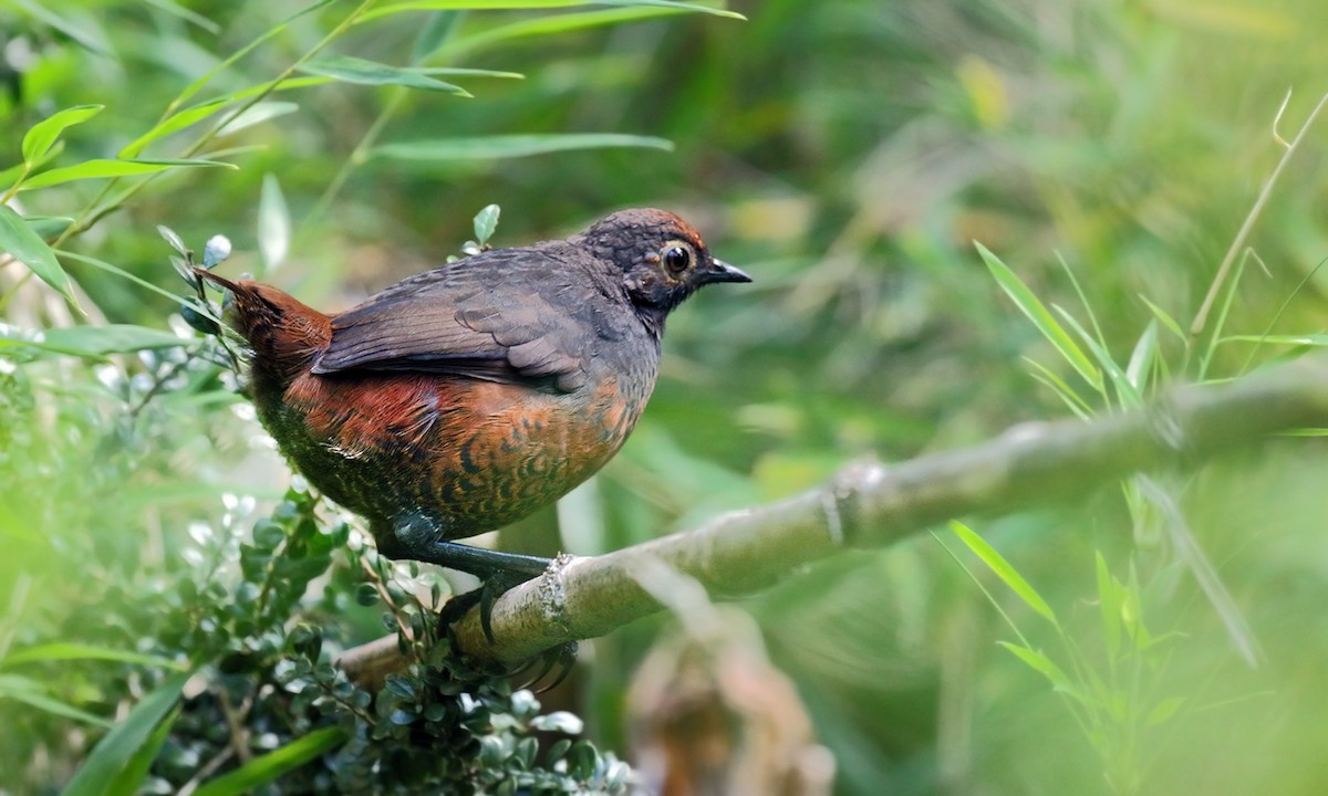 Black-throated Huet-huet - Adrián Braidotti