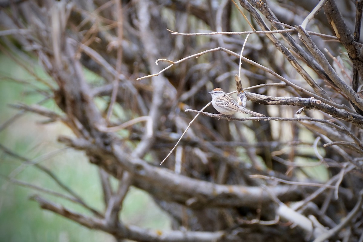 Chipping Sparrow - Ruben Rodriguez