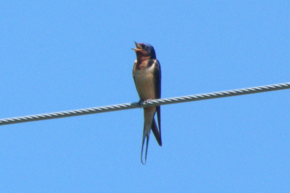 Barn Swallow - Julie Perry