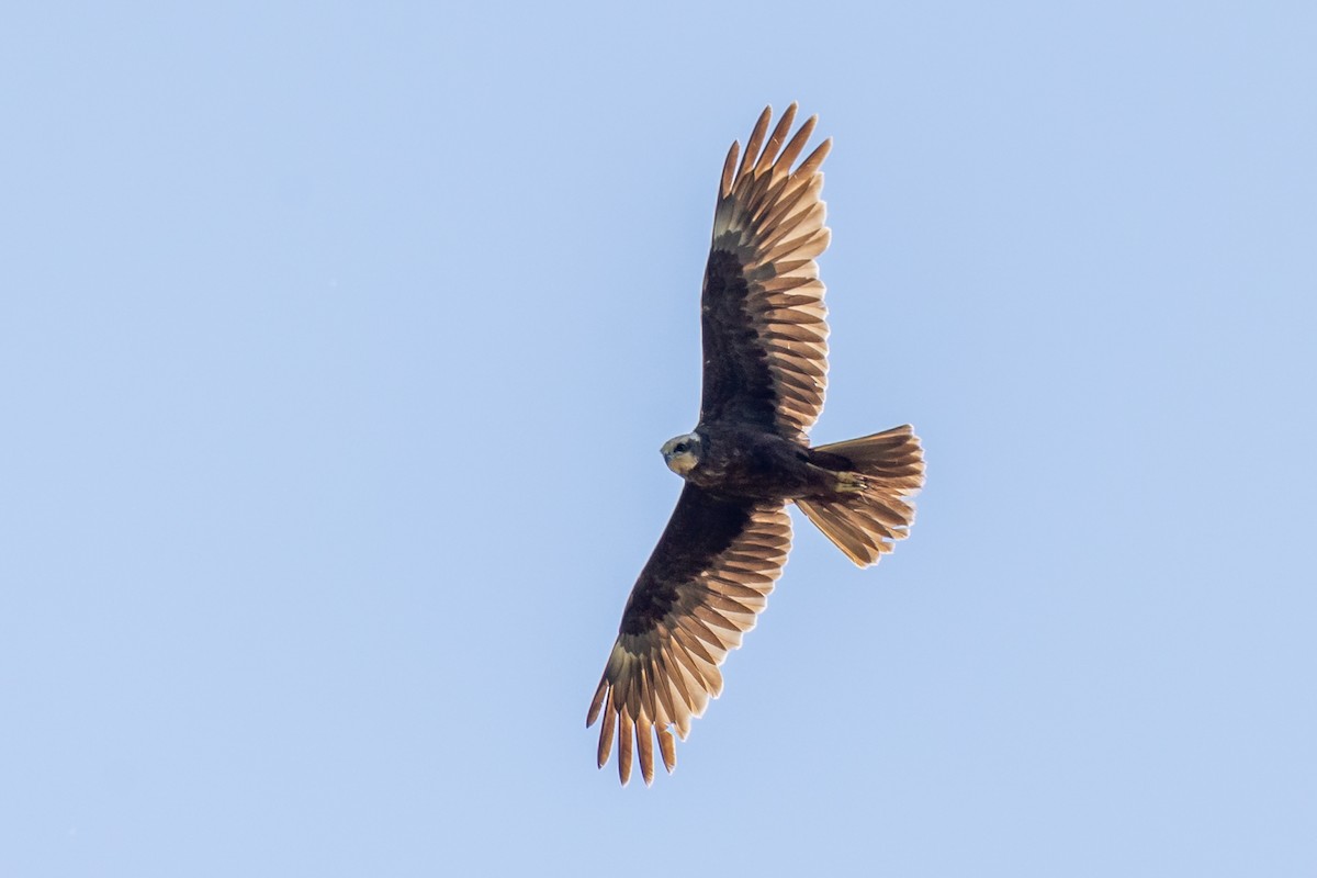 Western Marsh Harrier - Nikos Mavris