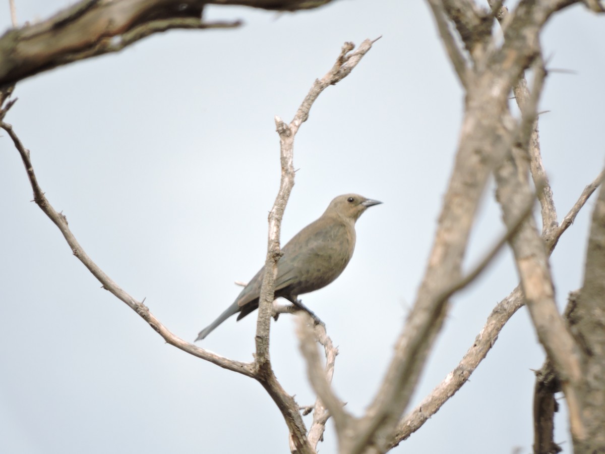 Brewer's Blackbird - Francisco J. Muñoz Nolasco