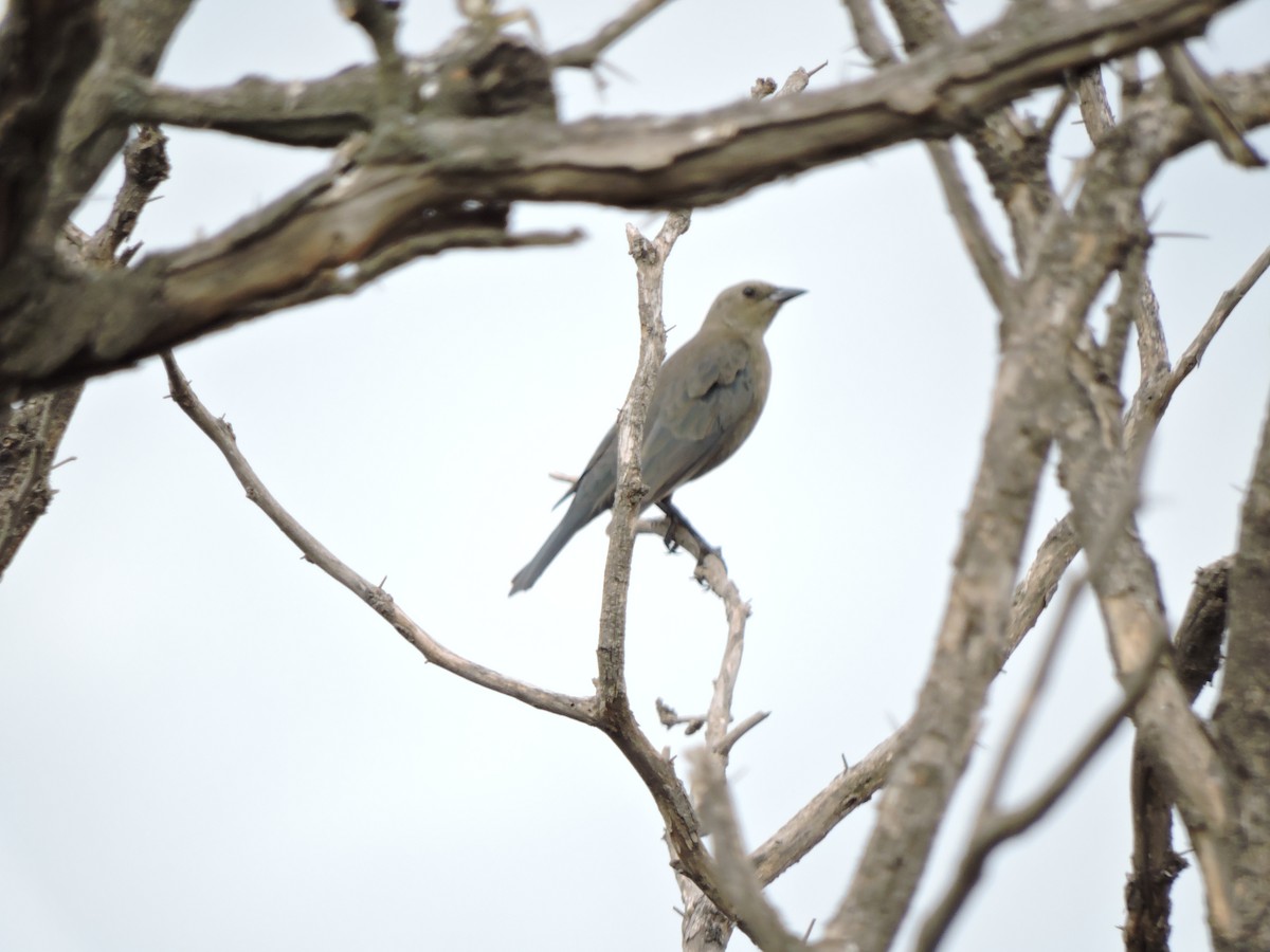 Brewer's Blackbird - Francisco J. Muñoz Nolasco