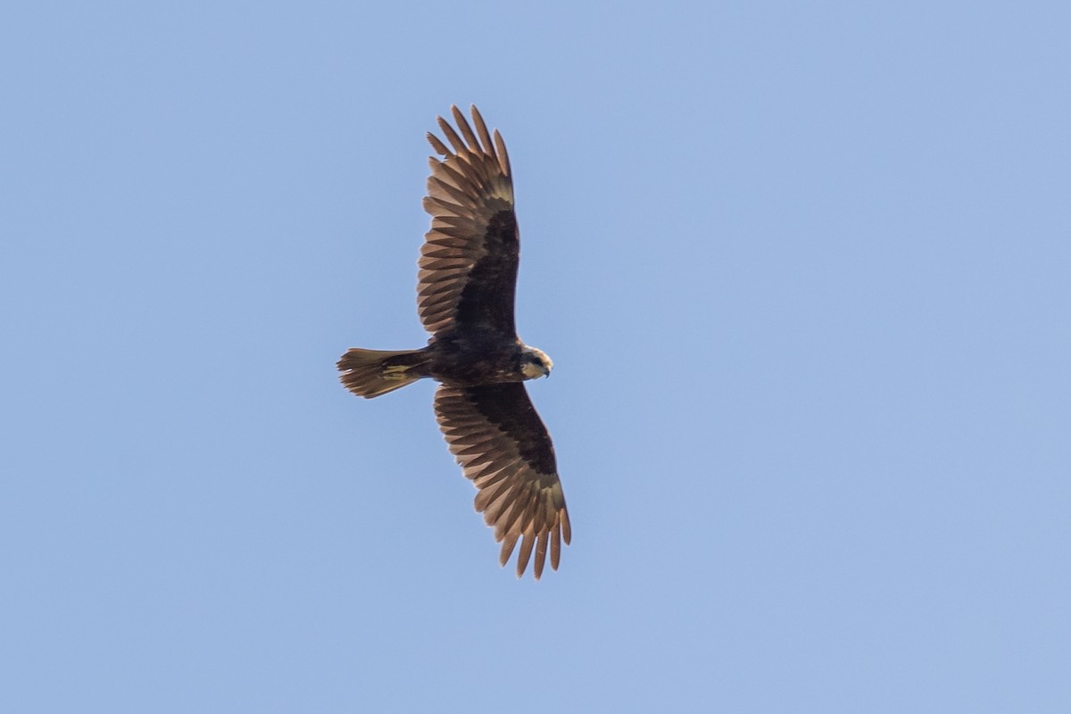 Western Marsh Harrier - ML619566287