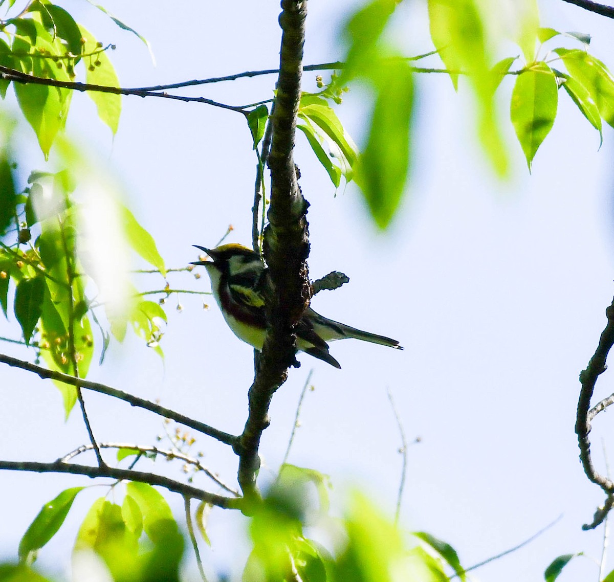 Chestnut-sided Warbler - Richard Akers