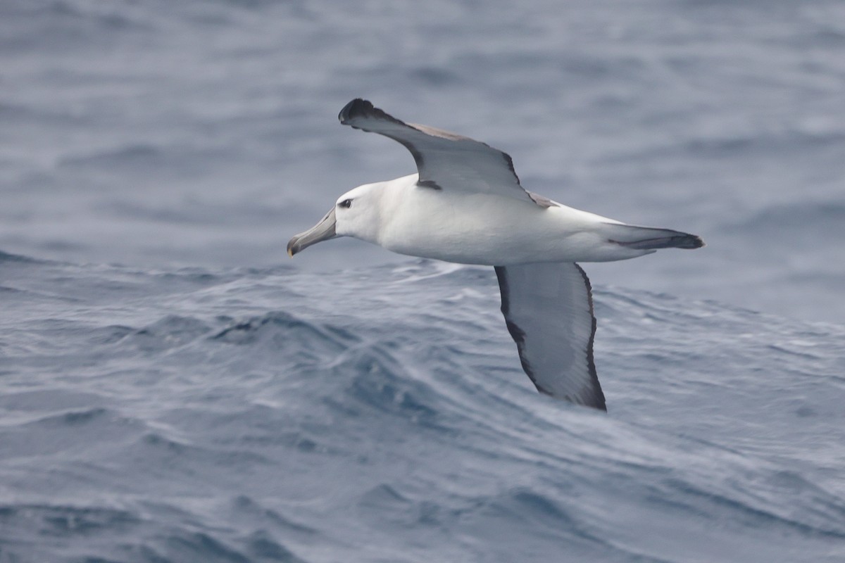 White-capped Albatross - Lau Jia Sheng
