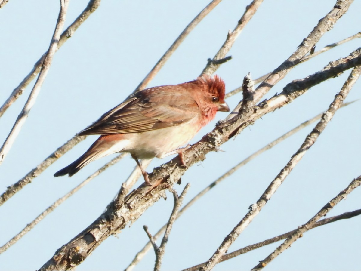 Common Rosefinch - Ivan V