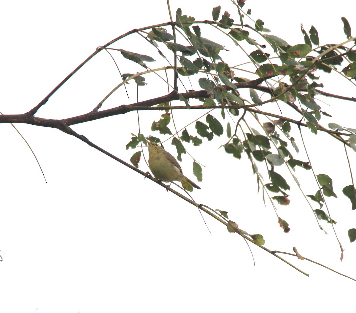 Tickell's Leaf Warbler - Praveen H N