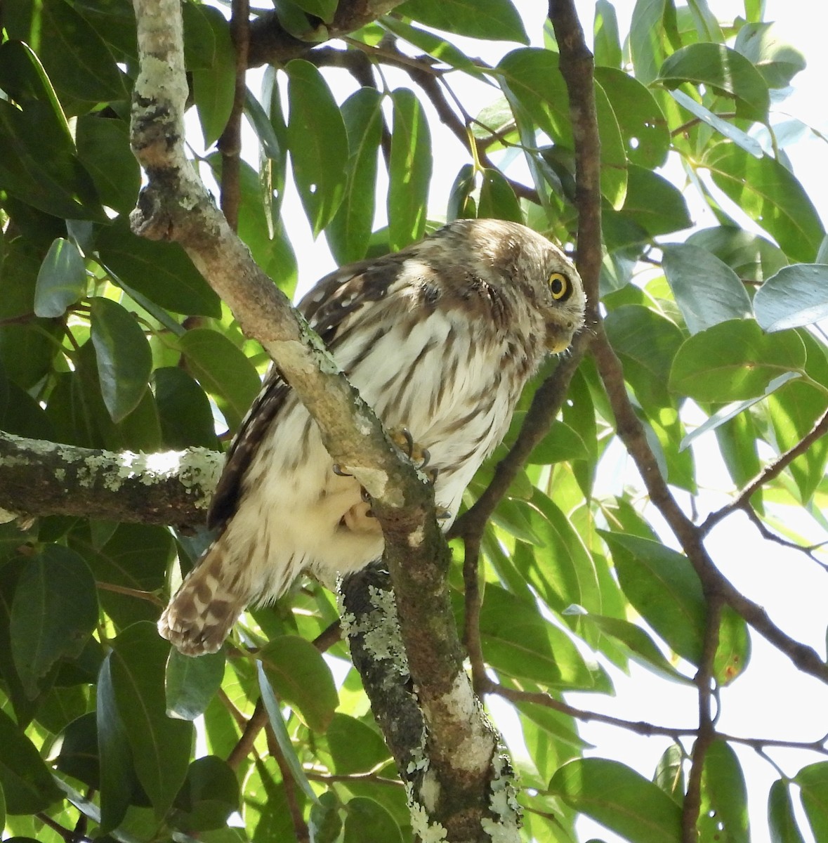 Ferruginous Pygmy-Owl - Susan Thome-Barrett