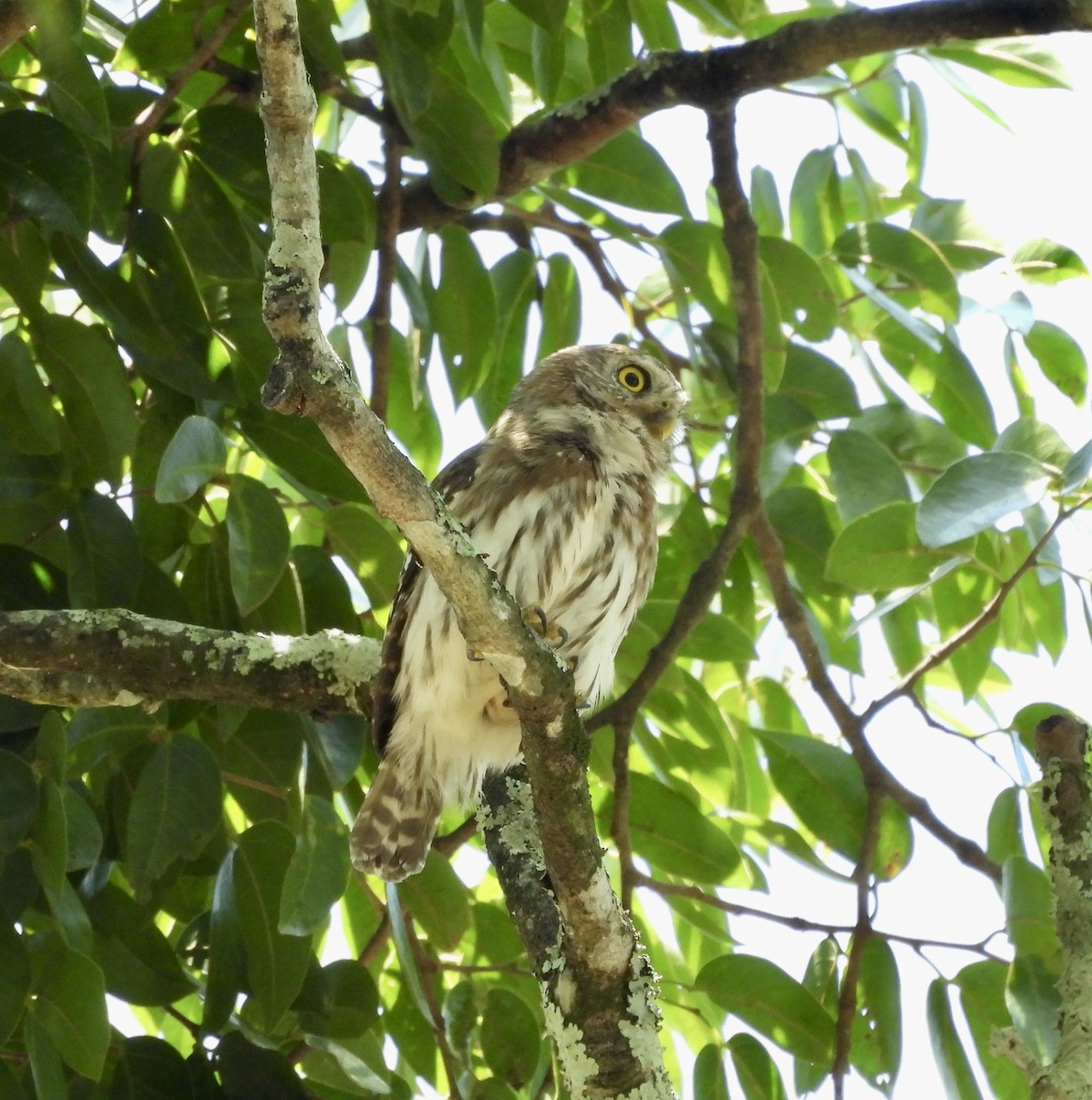 Ferruginous Pygmy-Owl - Susan Thome-Barrett