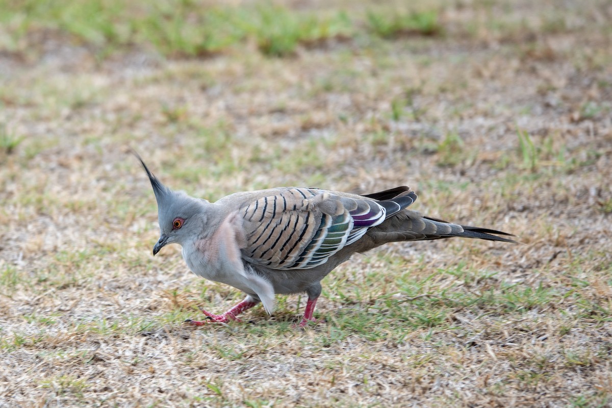 Crested Pigeon - ML619566304