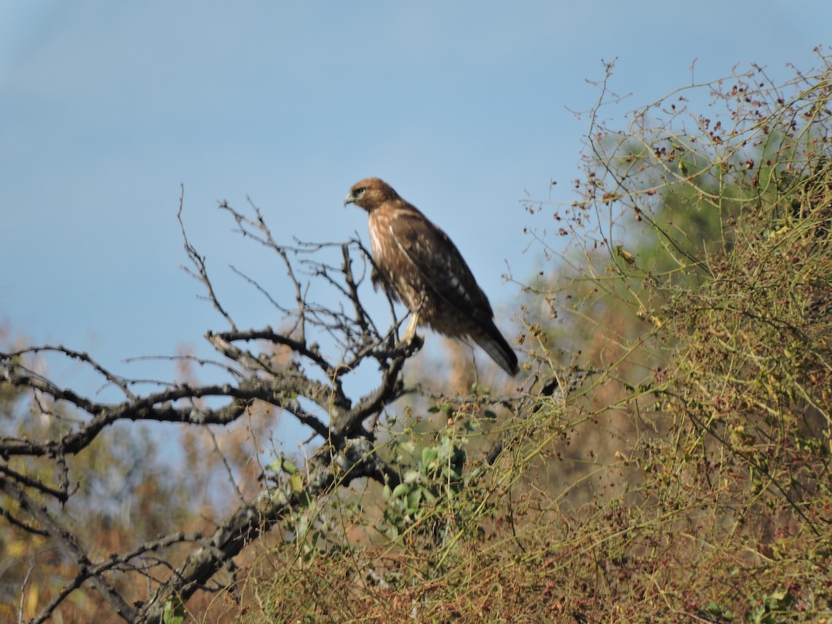 Red-tailed Hawk - Francisco J. Muñoz Nolasco