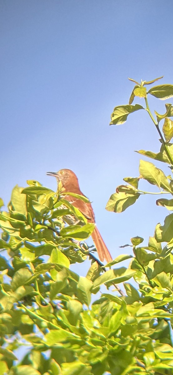 Brown Thrasher - Joseph Gowen