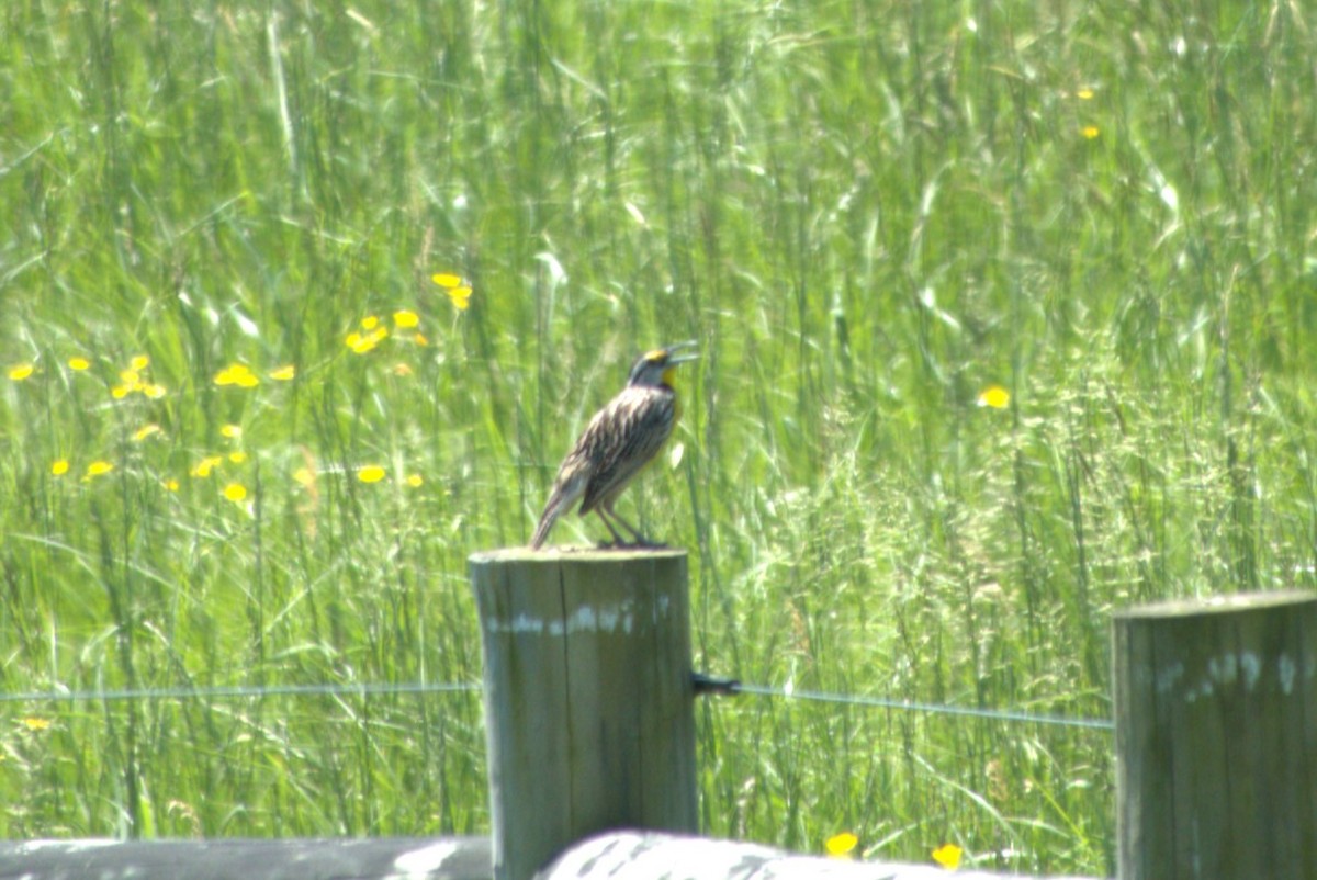 Eastern Meadowlark - Julie Perry