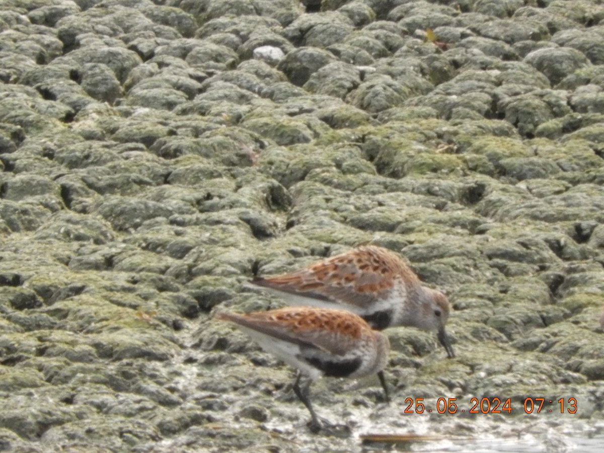 Dunlin - ML619566340