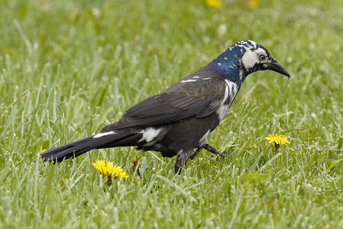 Common Grackle - Lauren B