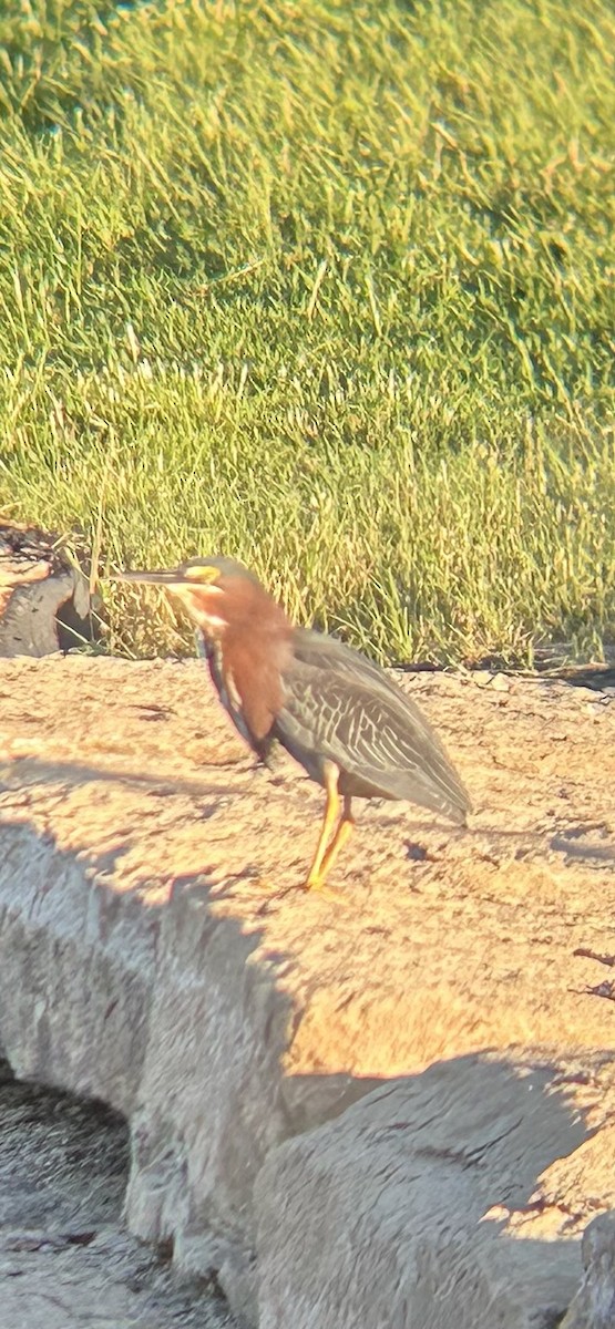 Green Heron - Joseph Gowen