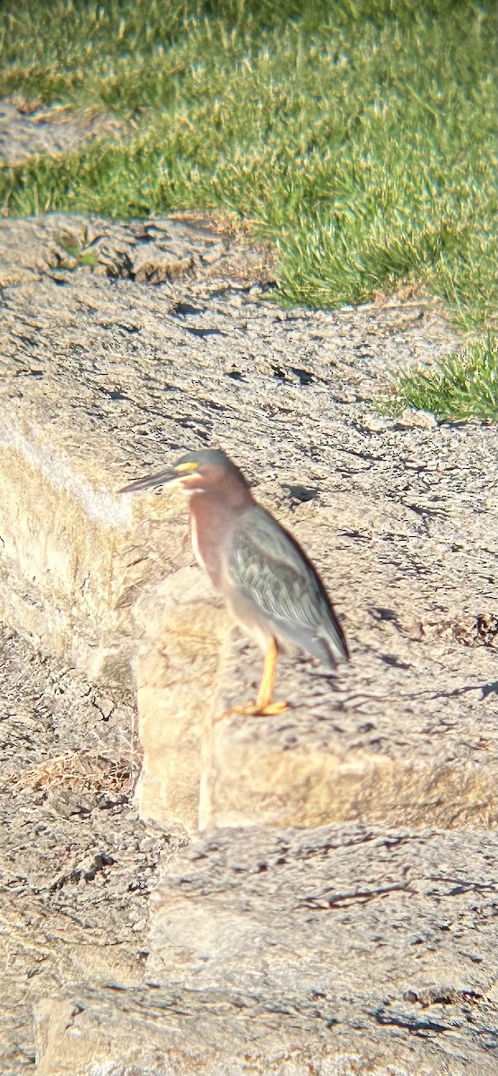 Green Heron - Joseph Gowen