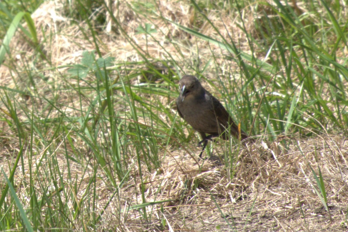 Brown-headed Cowbird - Julie Perry