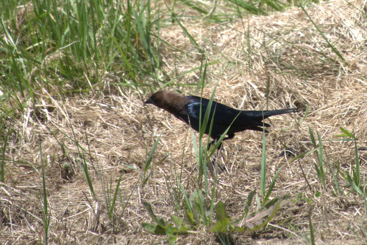 Brown-headed Cowbird - Julie Perry