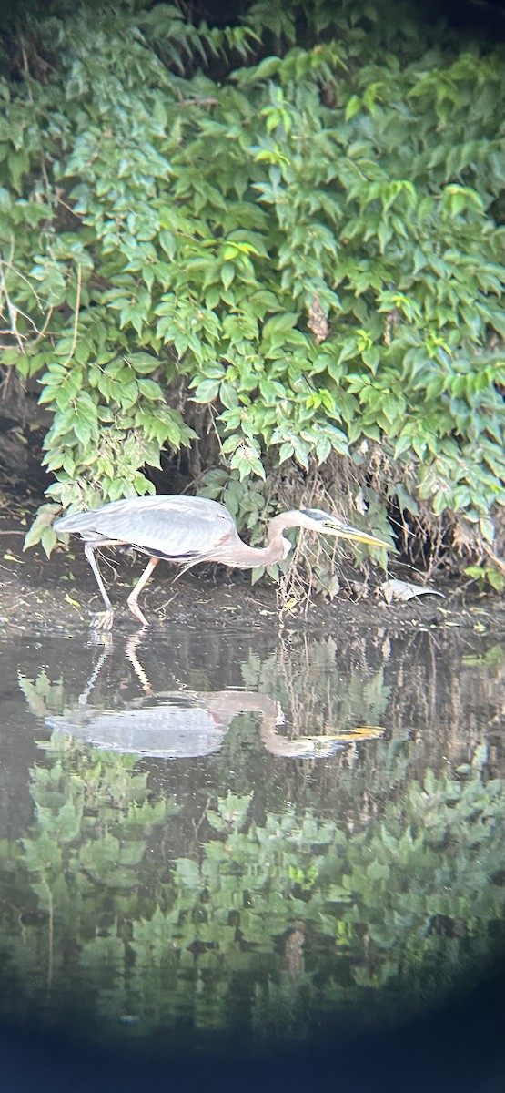 Great Blue Heron - Joseph Gowen