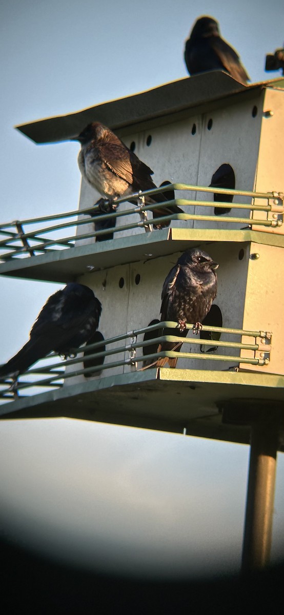 Purple Martin - Joseph Gowen