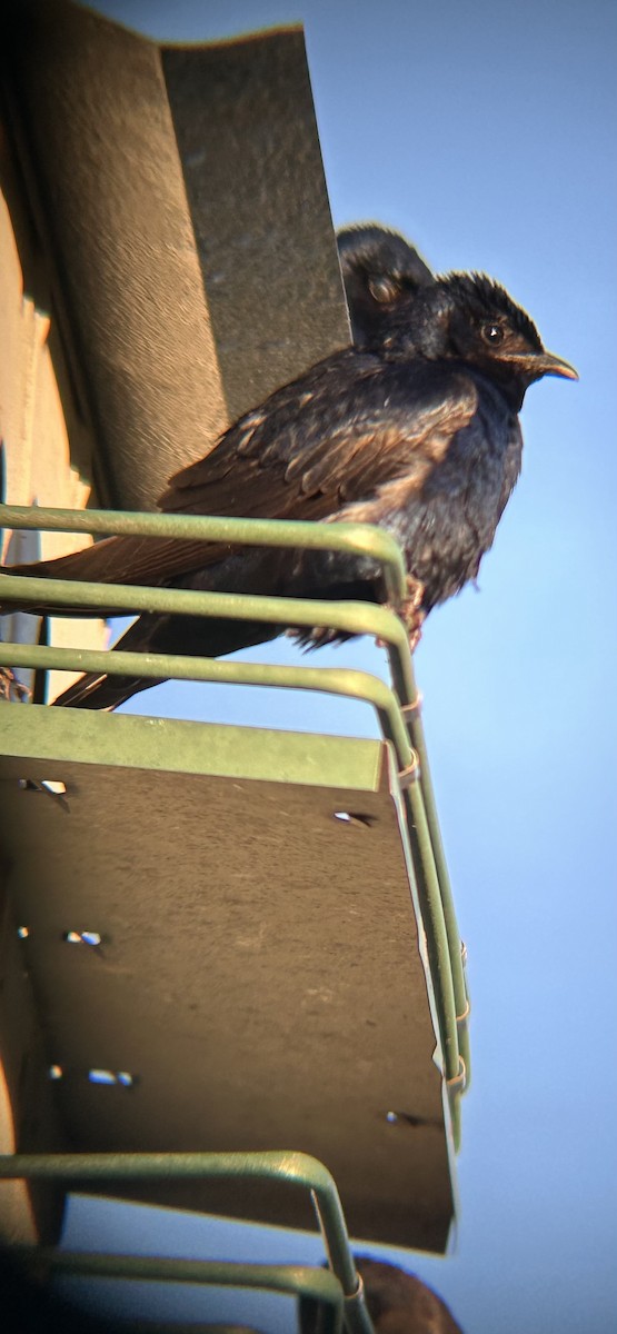 Purple Martin - Joseph Gowen