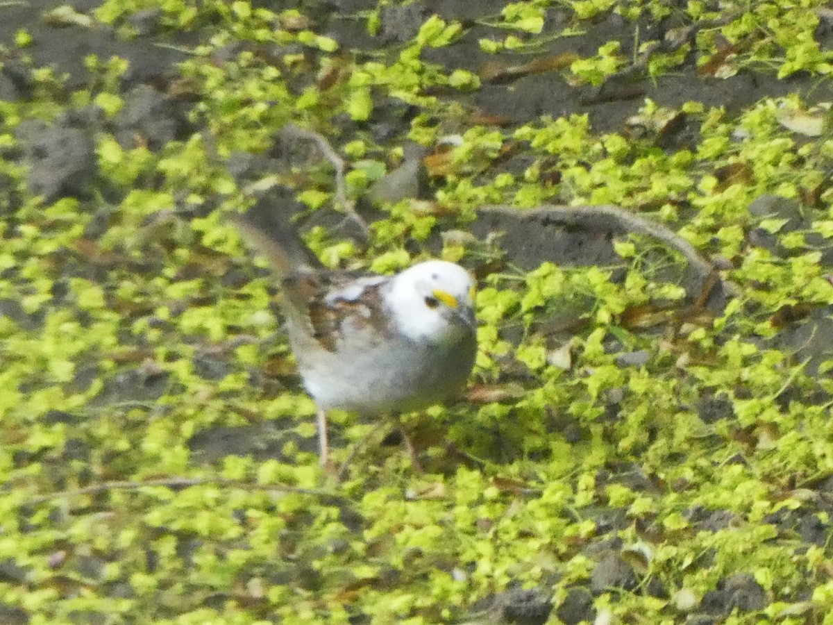 White-throated Sparrow - Daniel Alain Dagenais