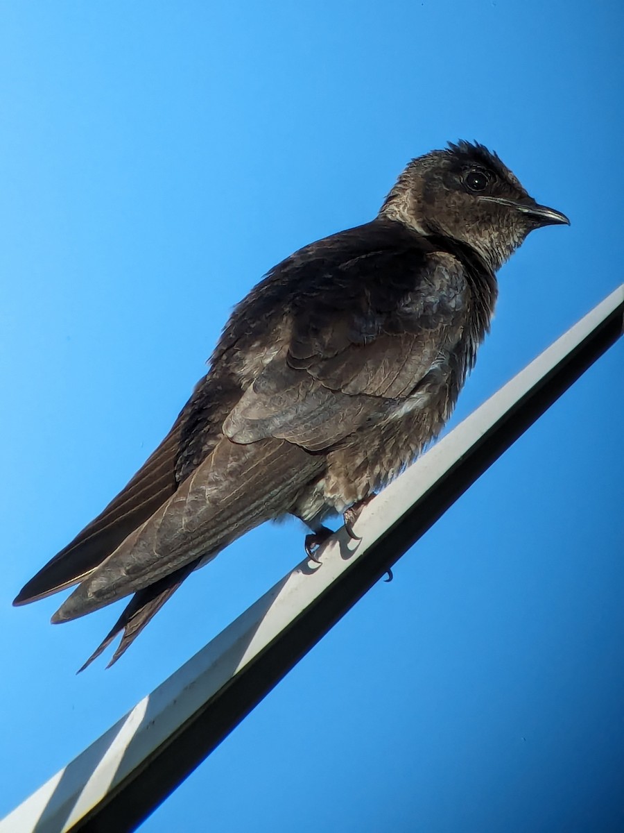 Purple Martin - Raymond Belhumeur