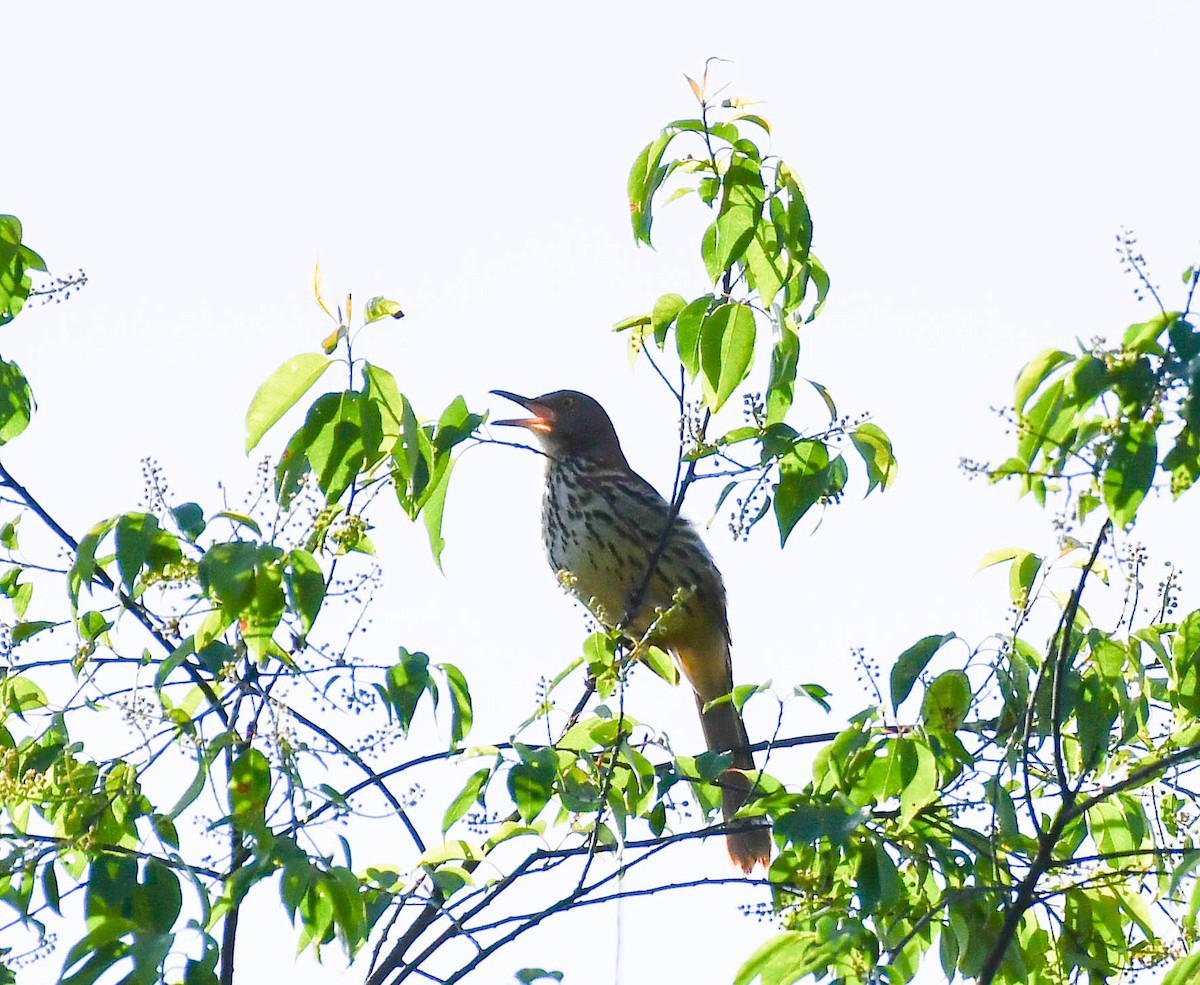 Brown Thrasher - Richard Akers