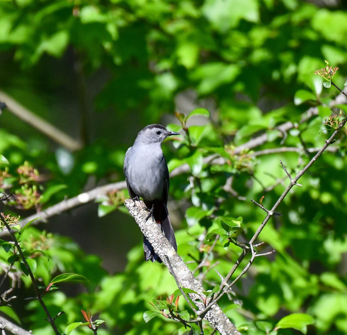 Gray Catbird - Richard Akers