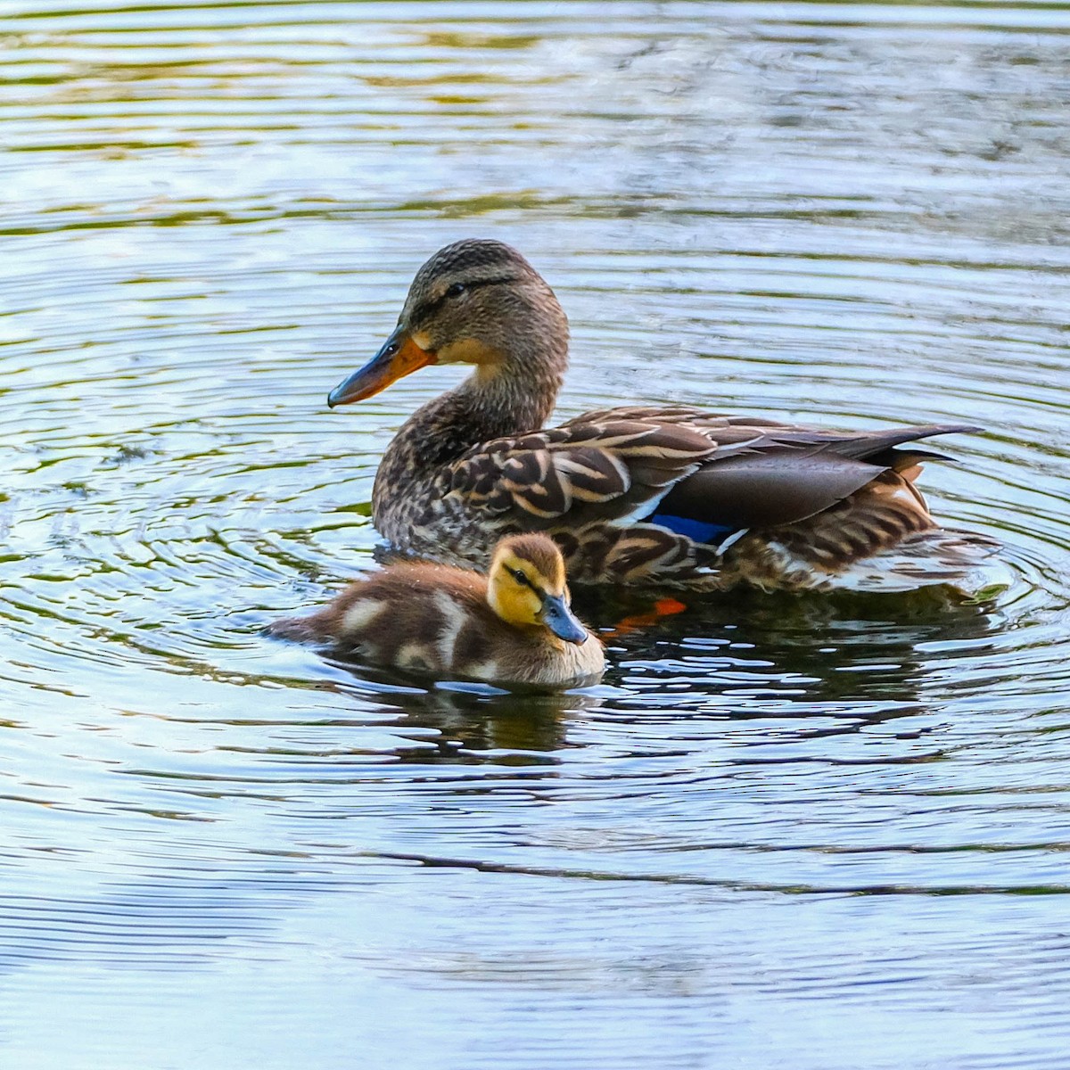 Mallard - Andrew Dressel