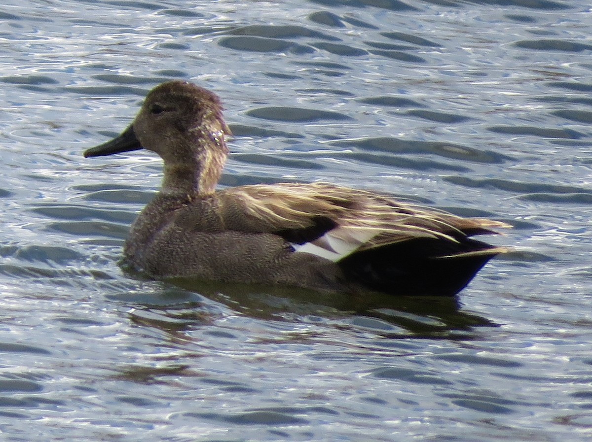 Gadwall - James Nelson