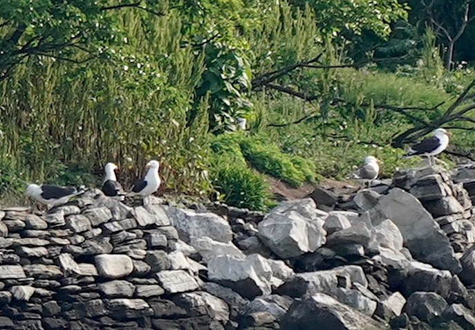 Great Black-backed Gull - Ryan Serio