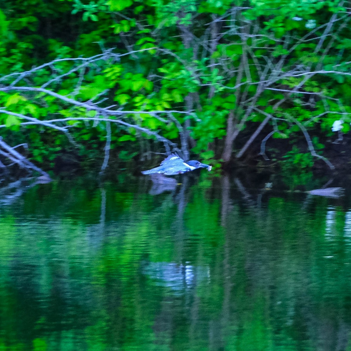 Belted Kingfisher - Andrew Dressel