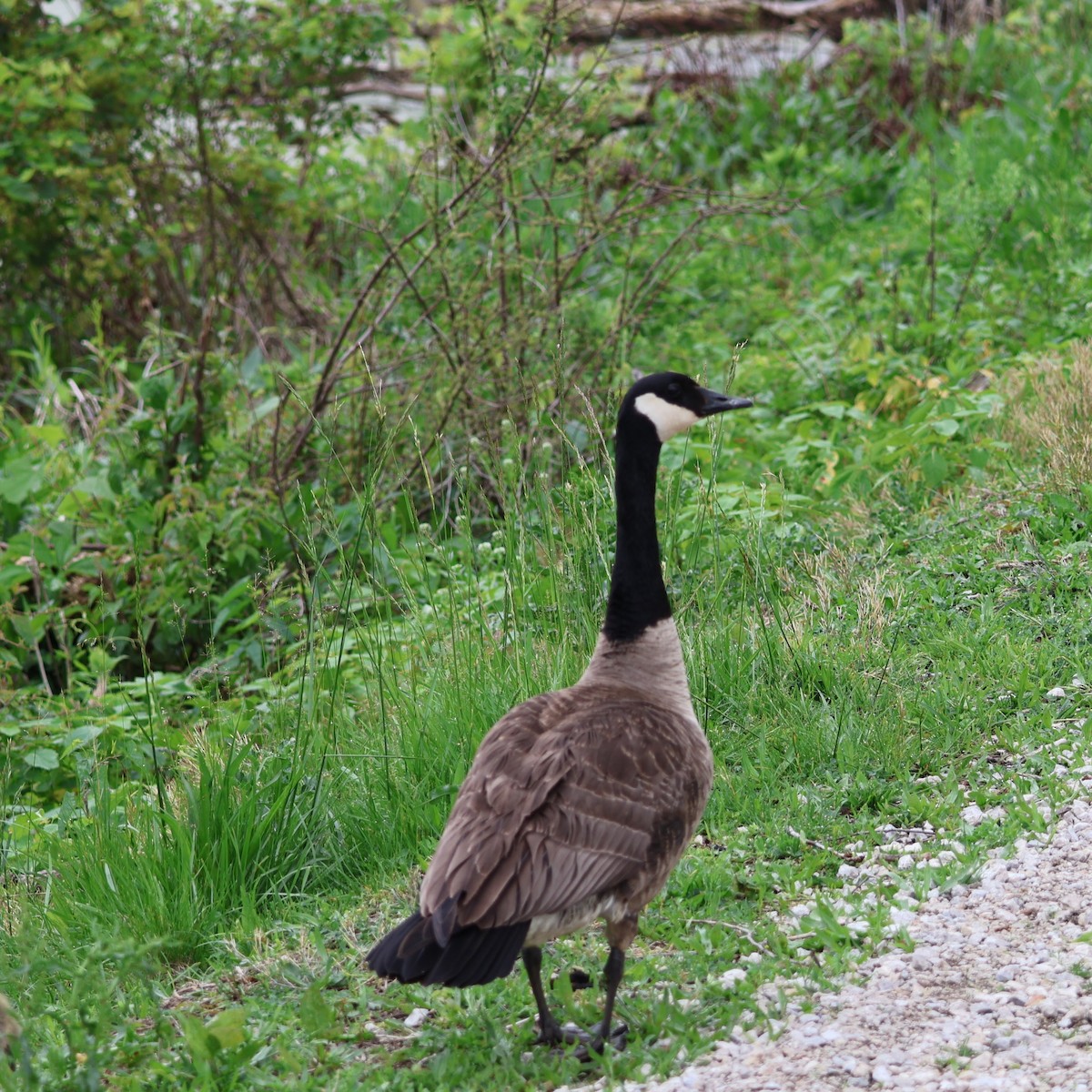 Canada Goose - ML619566383