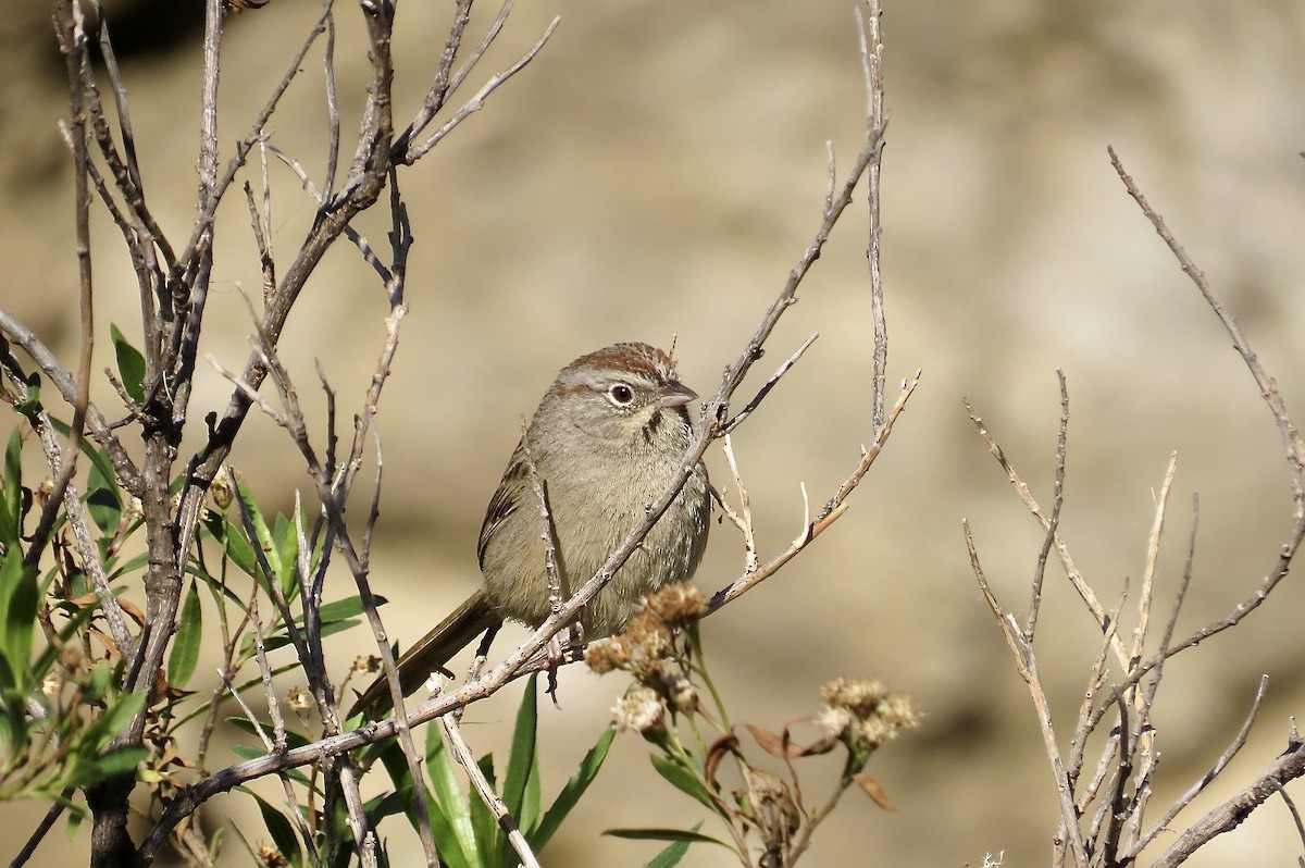 Rufous-crowned Sparrow - Steve Mesick