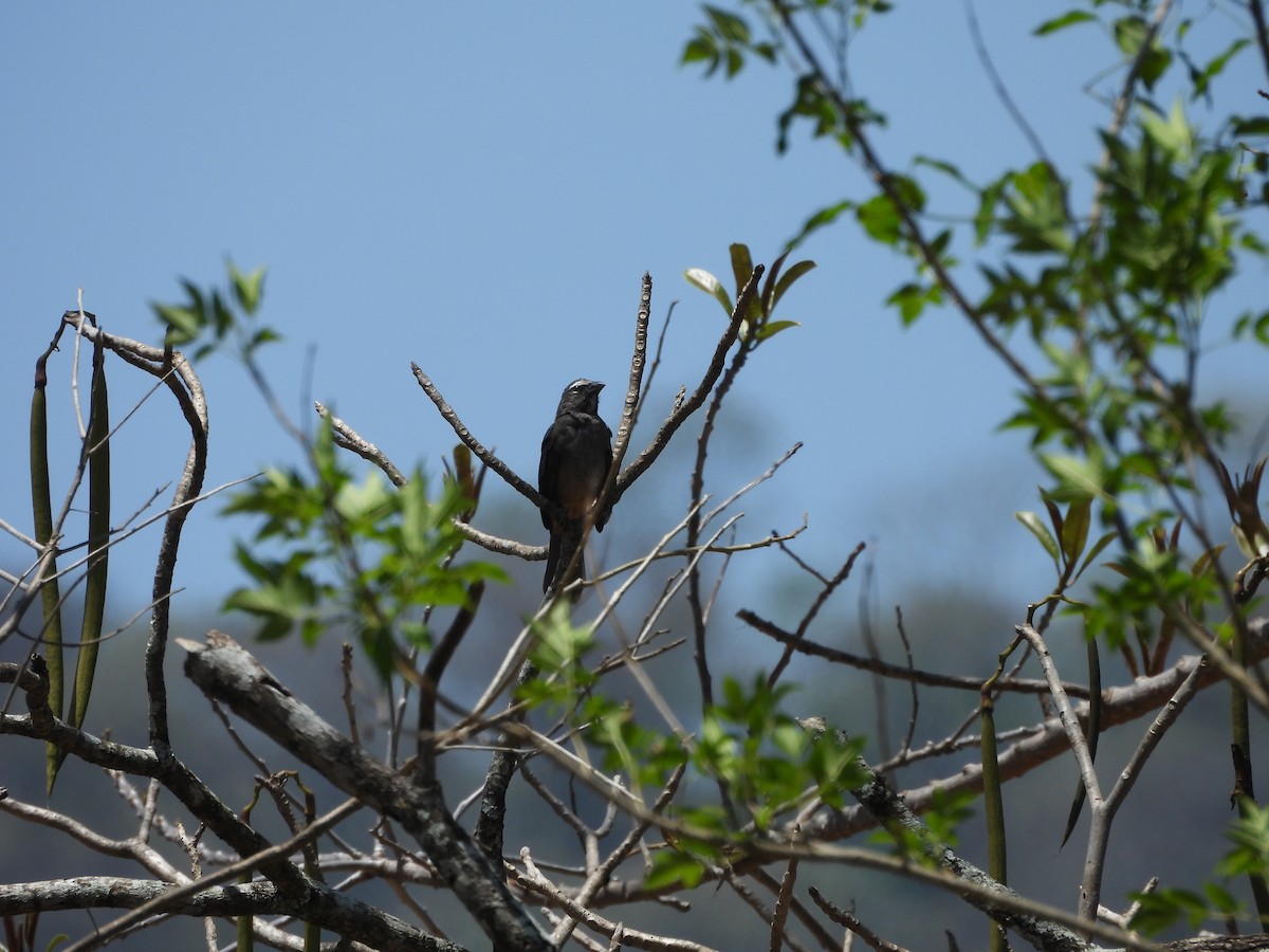 Cinnamon-bellied Saltator - Susan Thome-Barrett