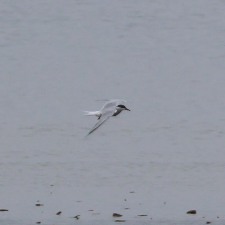 Common Tern - Wes Hatch