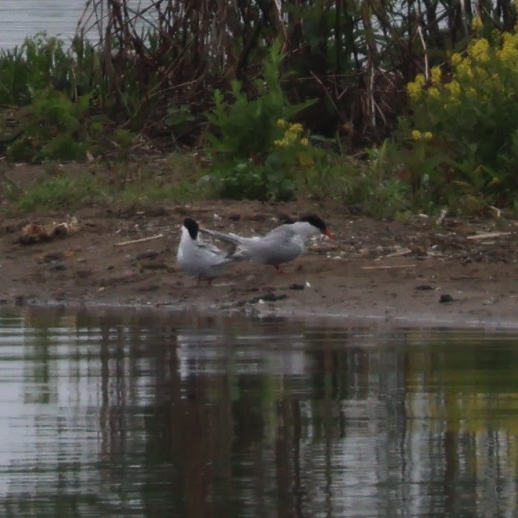 Common Tern - Wes Hatch