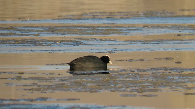 Eurasian Coot - ML619566396