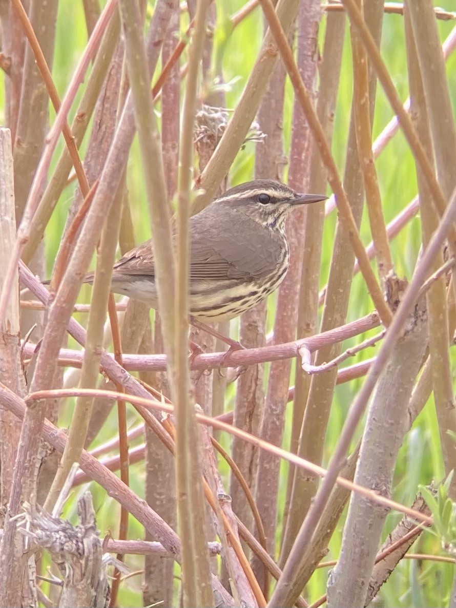 Northern Waterthrush - Nathan Reinhardt