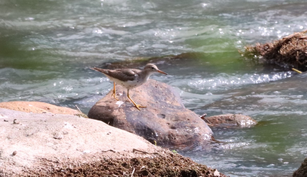 Spotted Sandpiper - Oliver  Komar